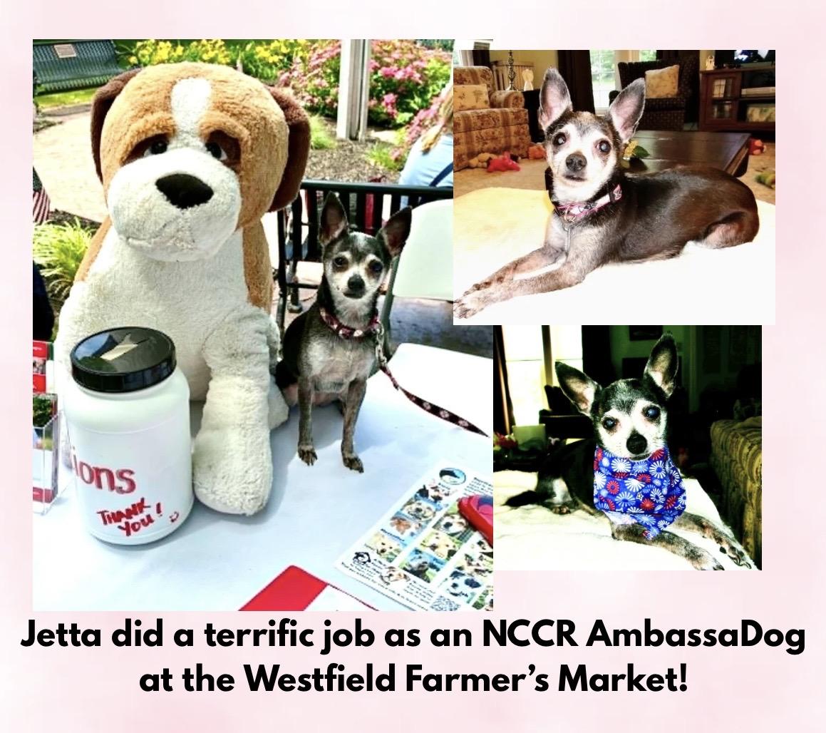 Enlarge Jetta ADOPTION PENDING, a ADOPTABLE Chihuahua in Westfield, NY image 2/6