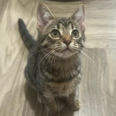 Enlarge Peanut (female)- Courtesy Listing, a Adopted mixed breed in Concord, NC image 2/4