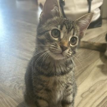 Peanut (female)- Courtesy Listing, Adopted, Kitten Female Tabby & Domestic Short Hair.
