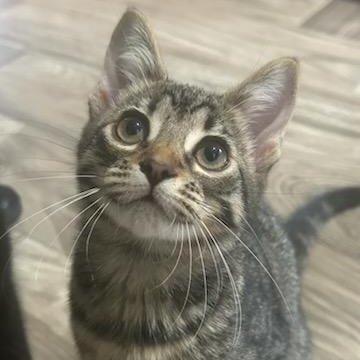 Enlarge Peanut (female)- Courtesy Listing, a Adopted mixed breed in Concord, NC image 4/4