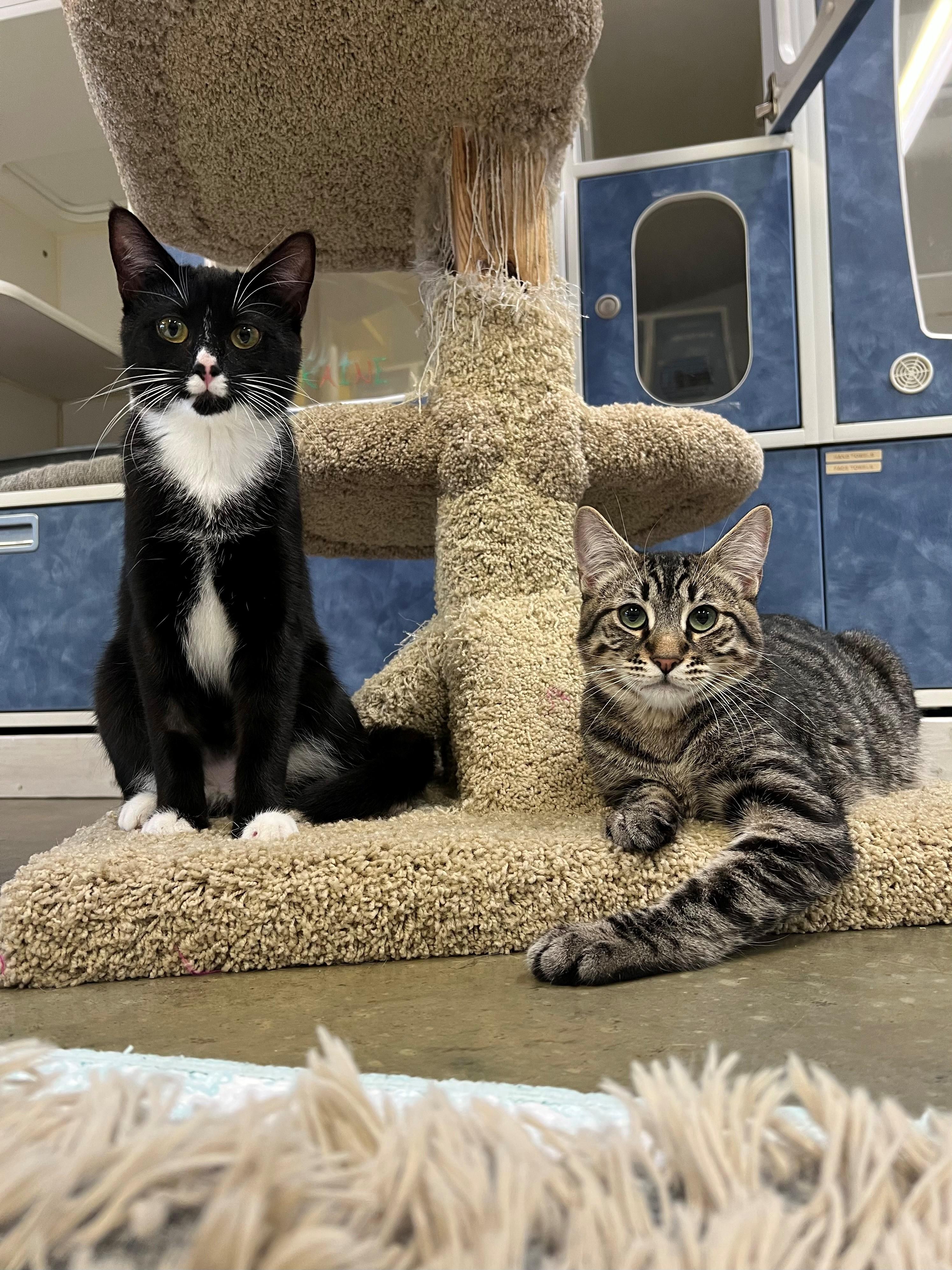 Enlarge Gale and Raine, a ADOPTABLE Domestic Short Hair in Delta, BC image 1/1