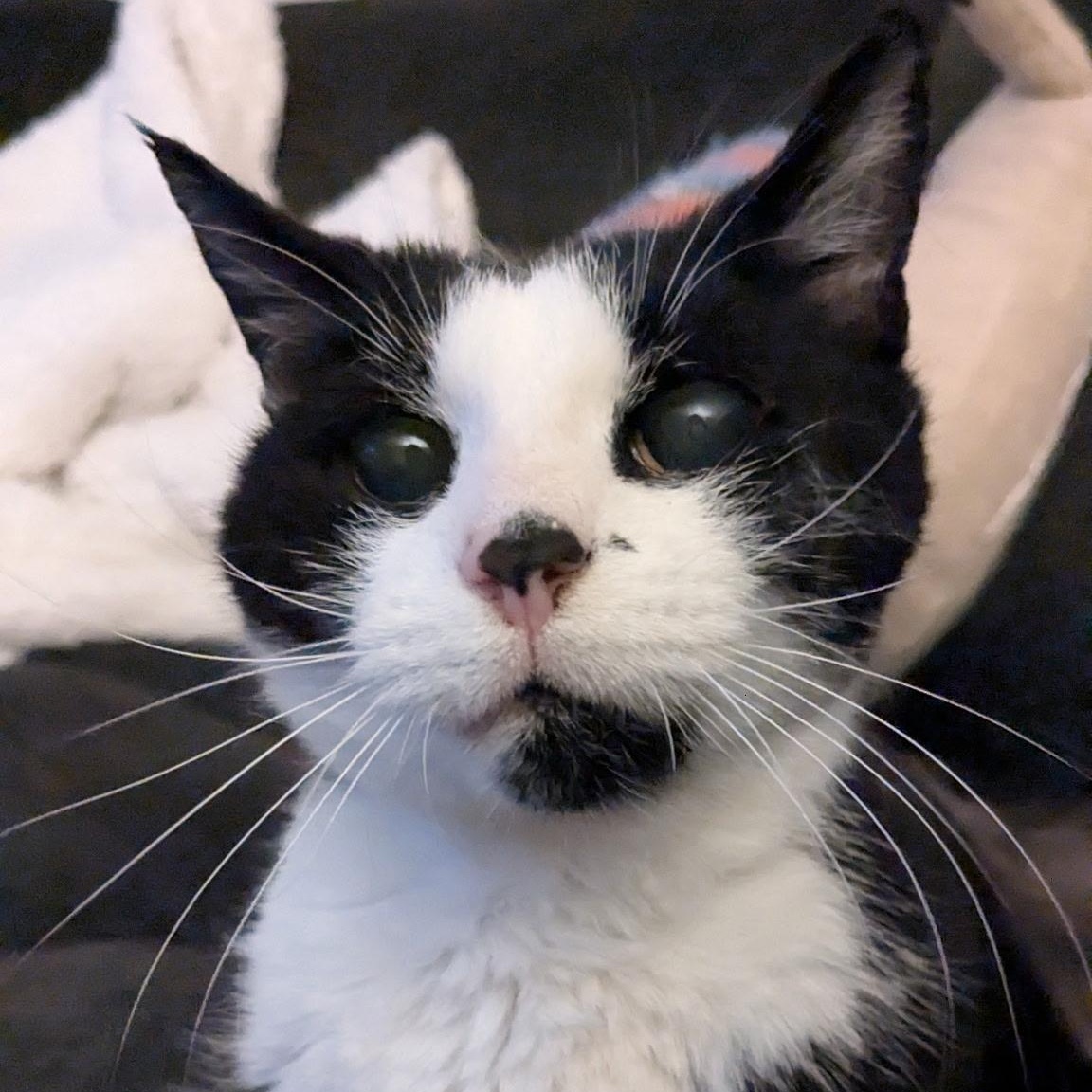 Rupert, Adoptable, Senior Male Domestic Short Hair.