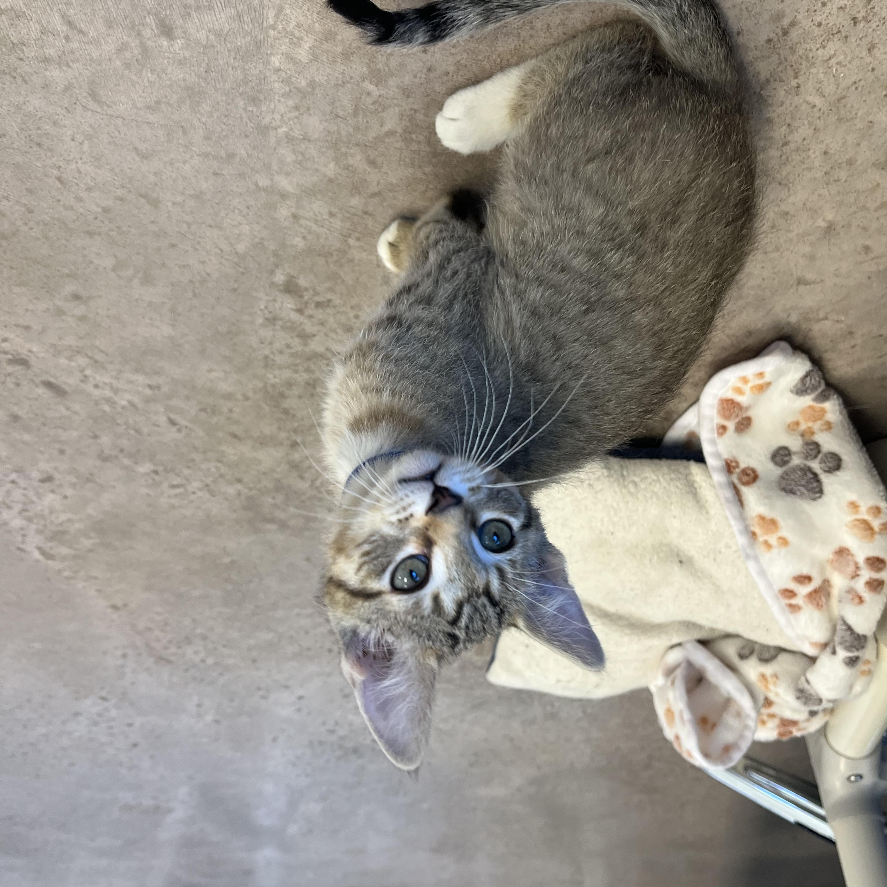 Enlarge Gelato, an adopted mixed breed in Buena Vista, CO image 4/4