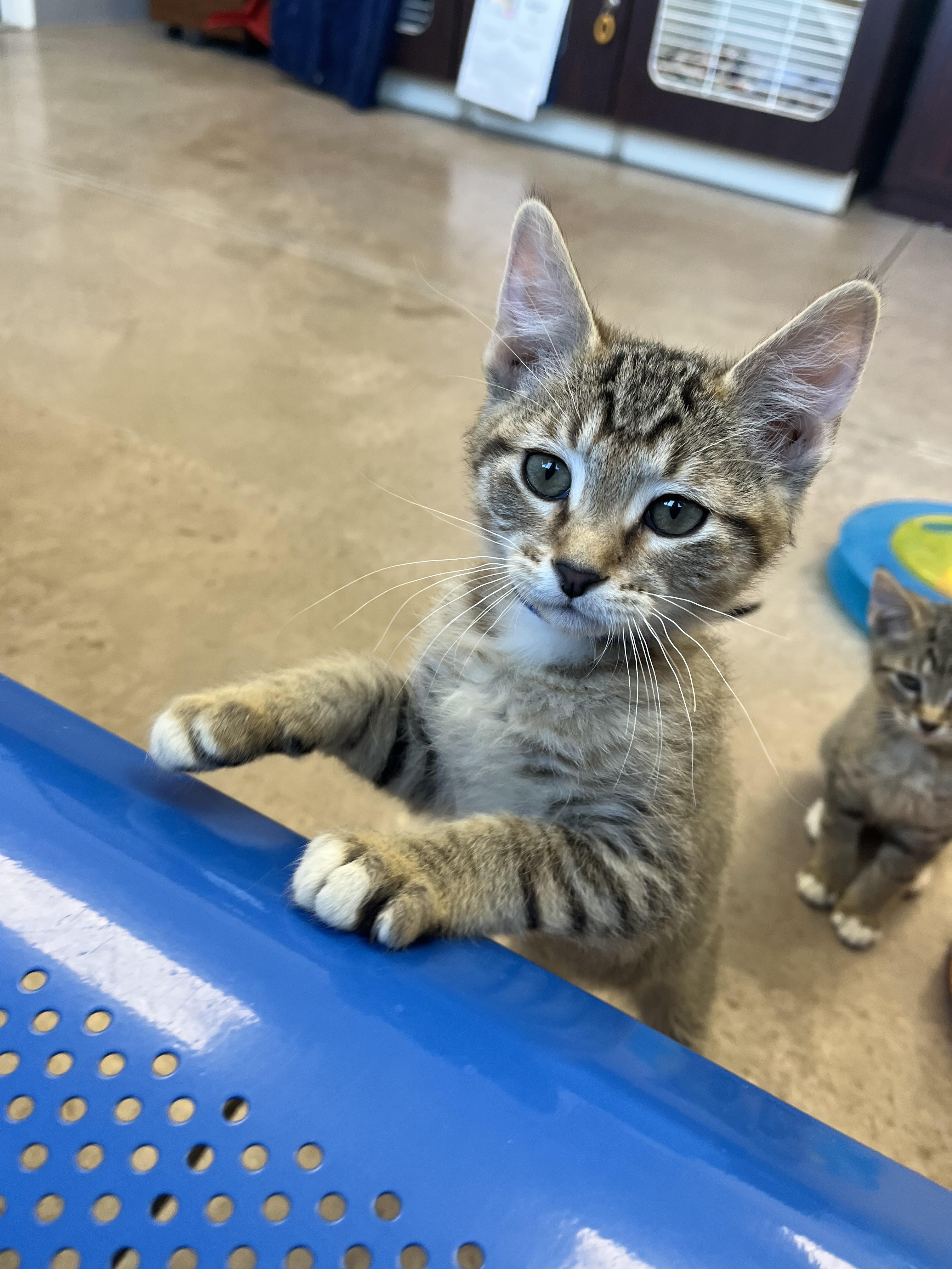 Enlarge Gelato, an adopted mixed breed in Buena Vista, CO image 2/4