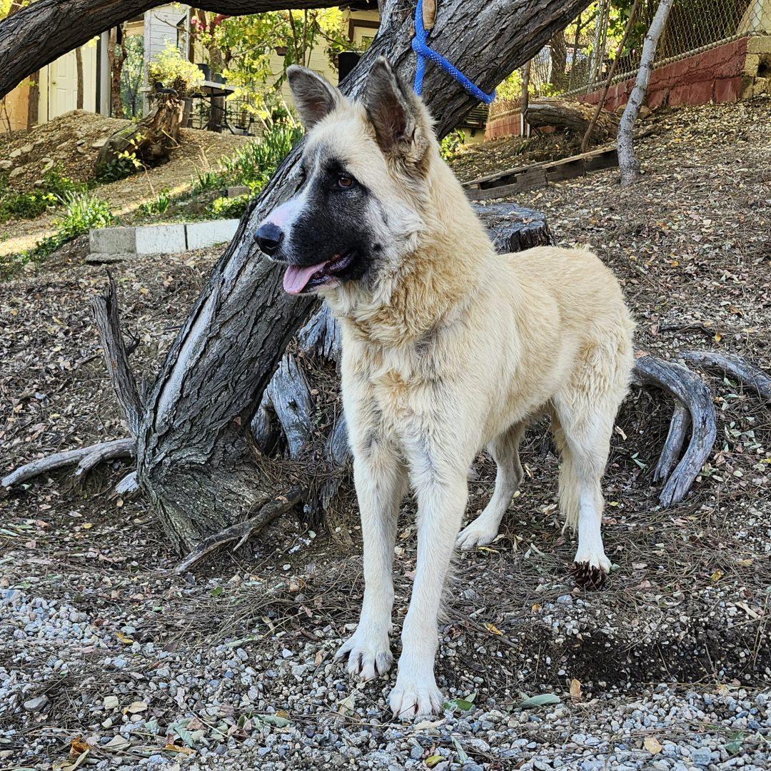 Enlarge Malibu, a ADOPTABLE mixed breed in Burbank, CA image 2/6