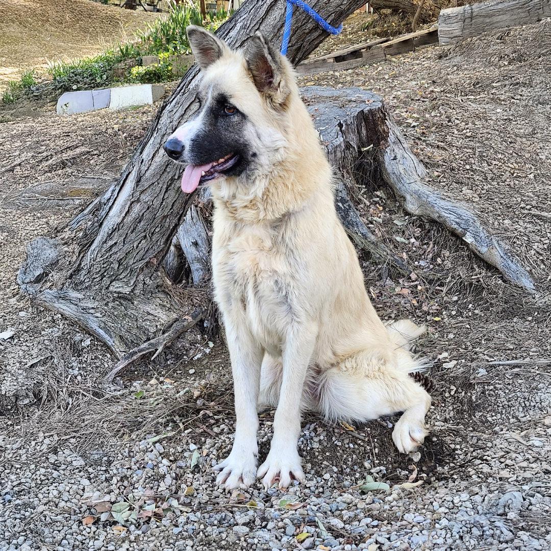 Enlarge Malibu, a ADOPTABLE mixed breed in Burbank, CA image 4/6