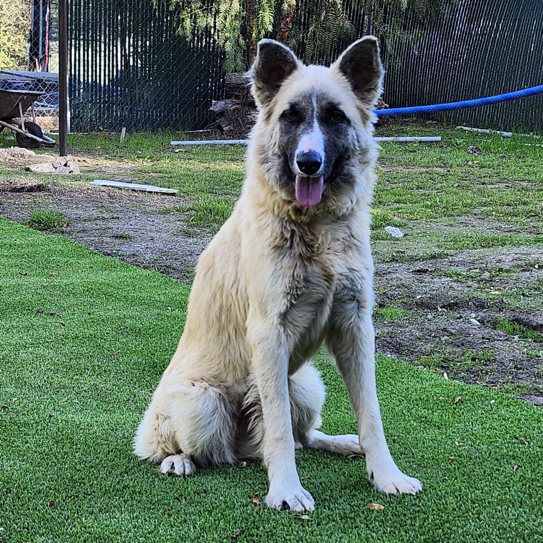 Enlarge Malibu, a ADOPTABLE mixed breed in Burbank, CA image 6/6