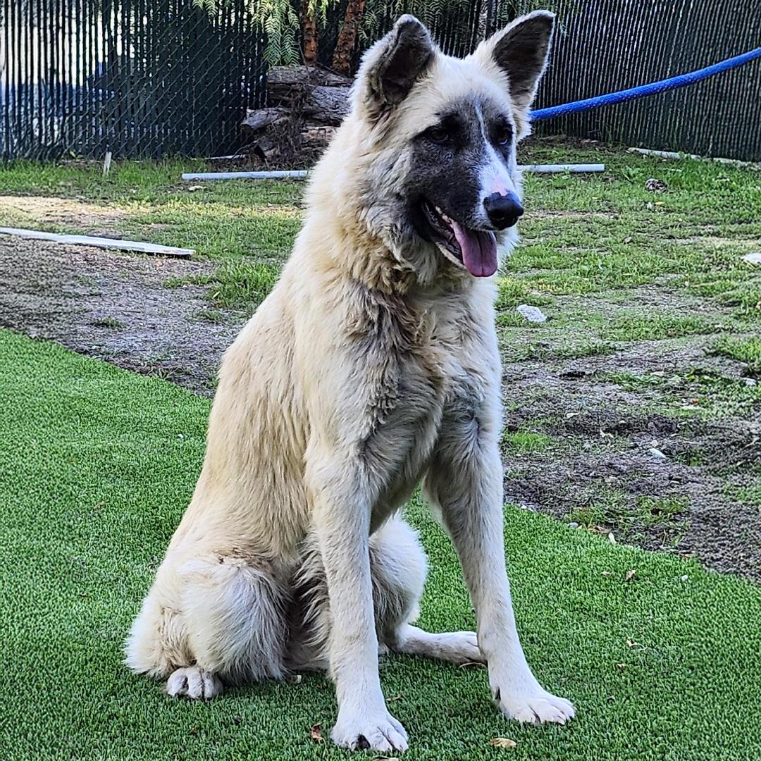Enlarge Malibu, a ADOPTABLE mixed breed in Burbank, CA image 5/6