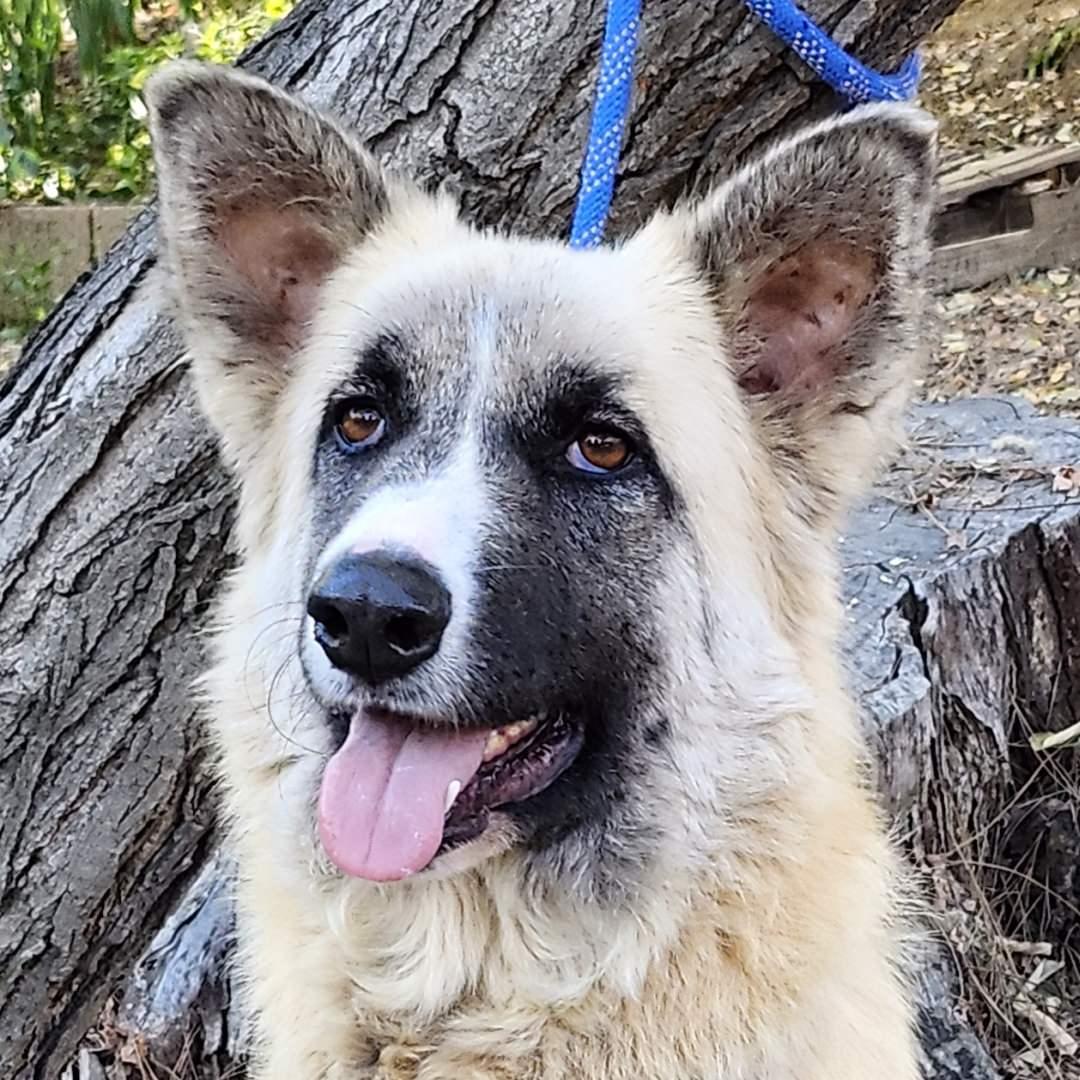 Enlarge Malibu, a ADOPTABLE mixed breed in Burbank, CA image 1/6
