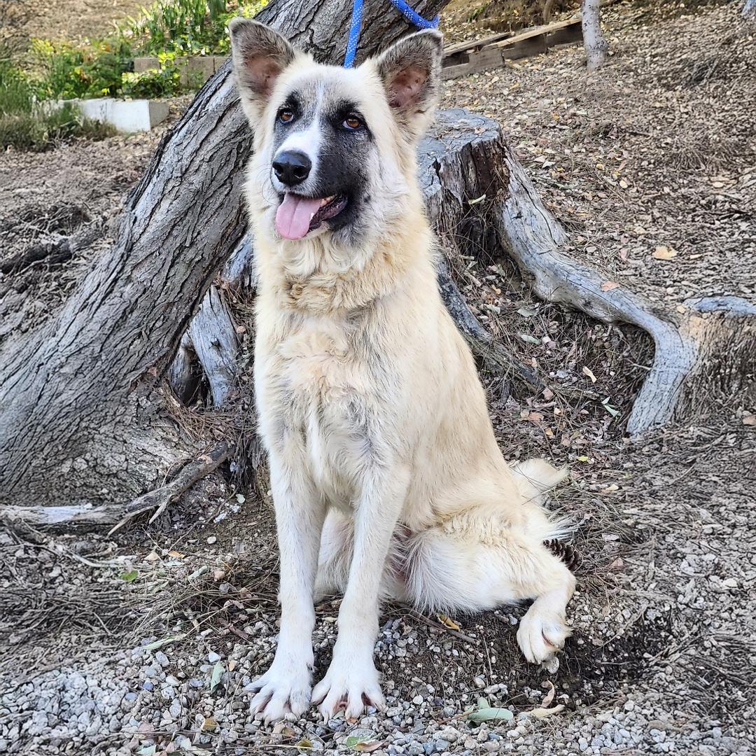 Enlarge Malibu, a ADOPTABLE mixed breed in Burbank, CA image 3/6