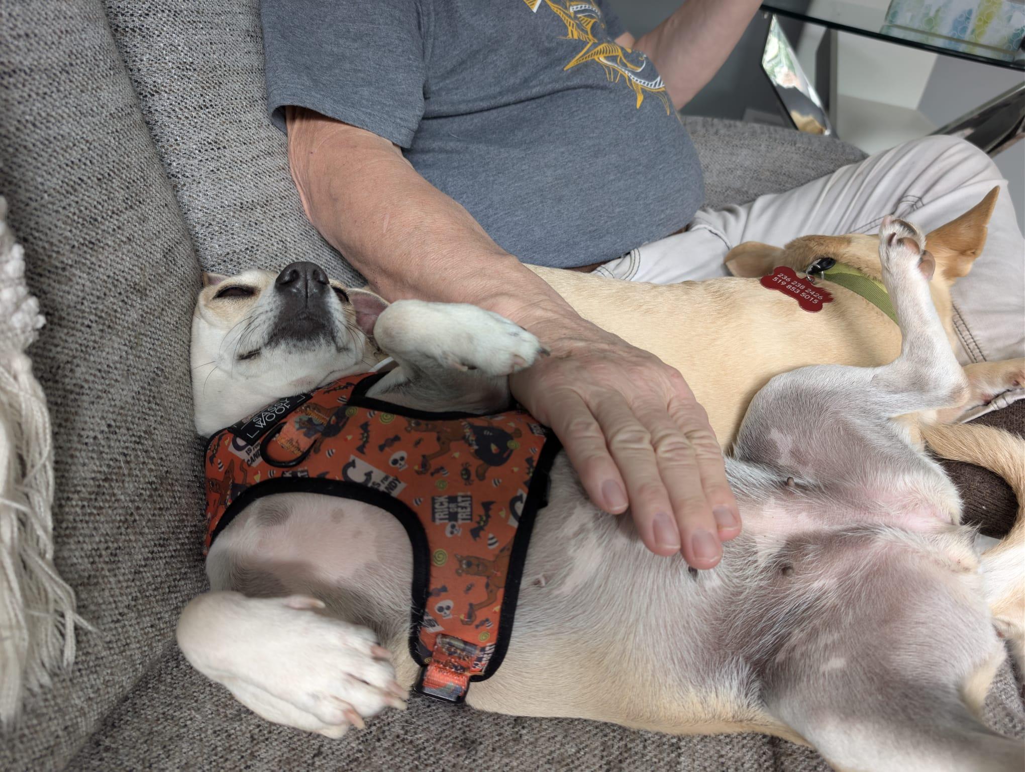 Coco, an adopted mixed breed in Nanaimo, BC image 5/6