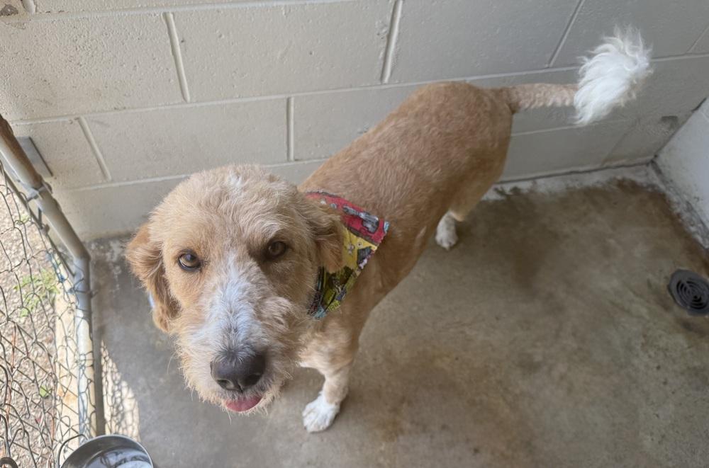 SASSY, Adoptable, Adult Female Labradoodle.