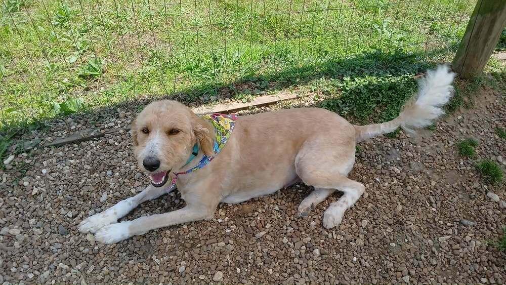 Enlarge SASSY, a Adoptable mixed breed in Lexington, TN image 2/4
