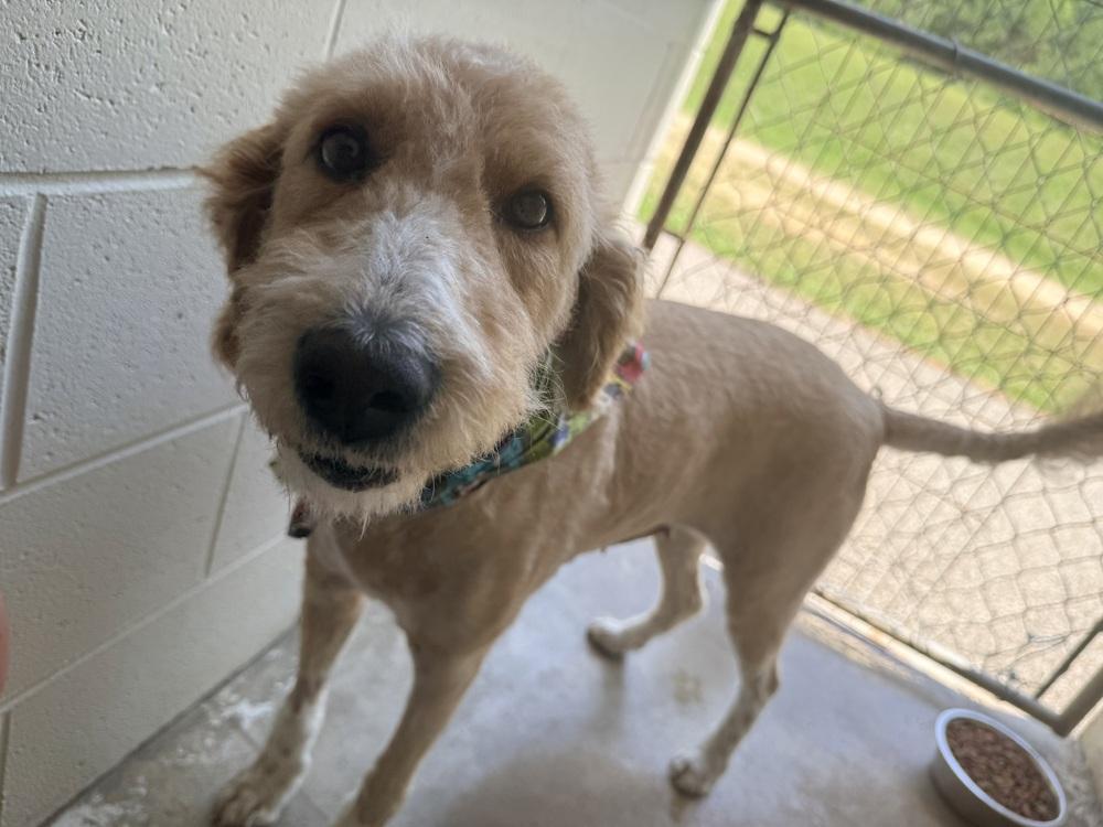 Enlarge SASSY, a Adoptable mixed breed in Lexington, TN image 3/4