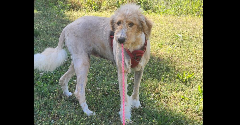Enlarge SASSY, a Adoptable mixed breed in Lexington, TN image 4/4
