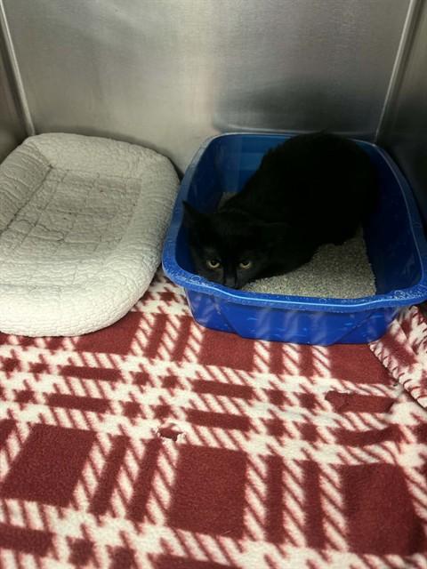 Enlarge SPOT, a Adoptable Domestic Short Hair in Belleville, IL image 1/1