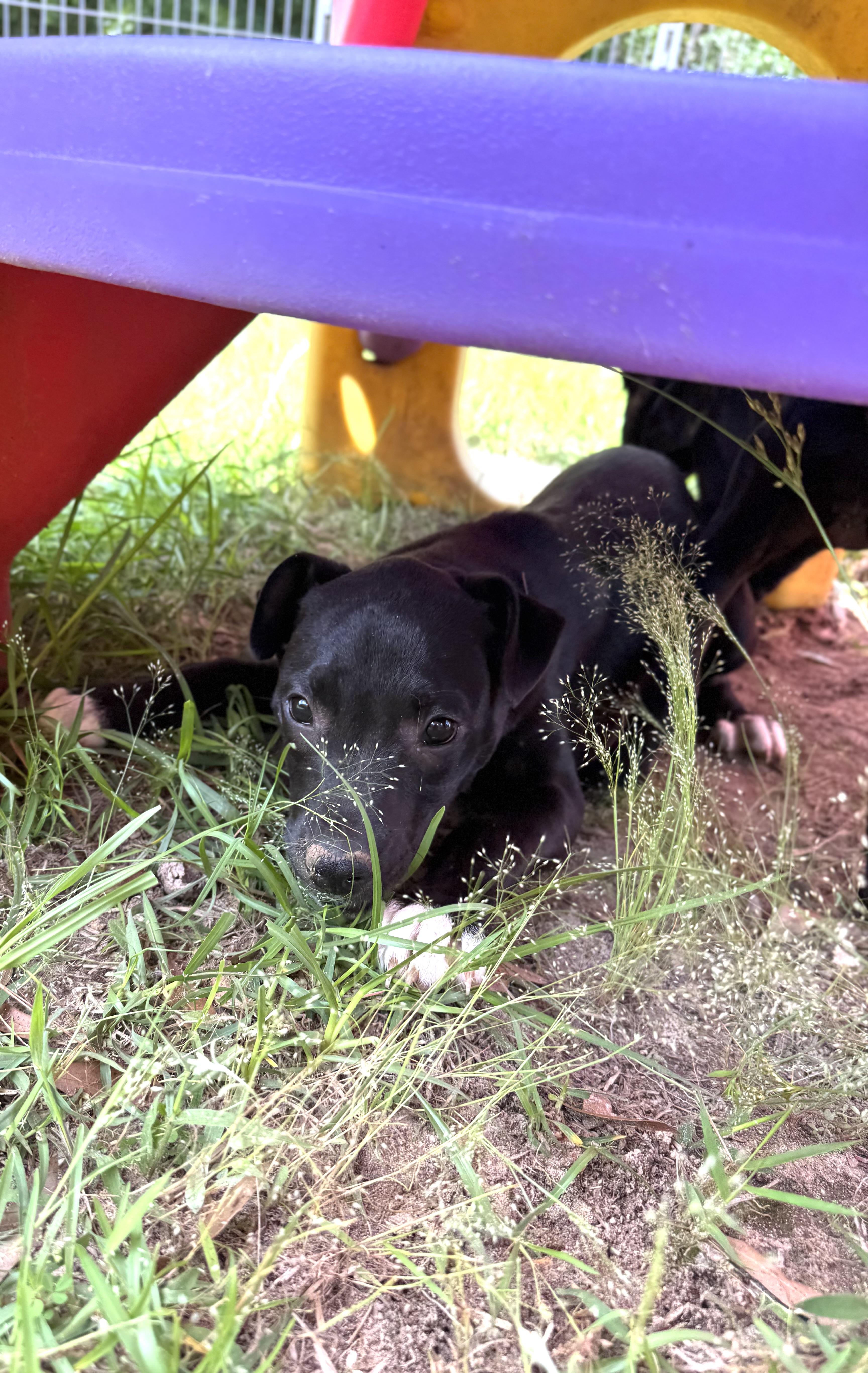 Noir, Baby Female Pit Bull Terrier