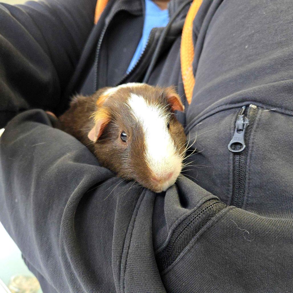 Jackson, Adoptable, Adult Male Guinea Pig & Guinea Pig.