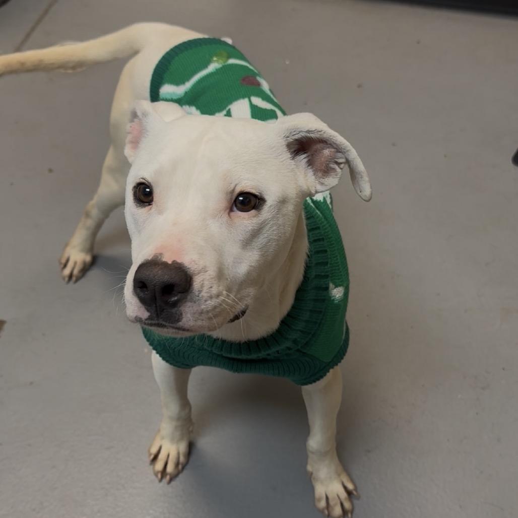 Pubby 2836 — thumbnail 2