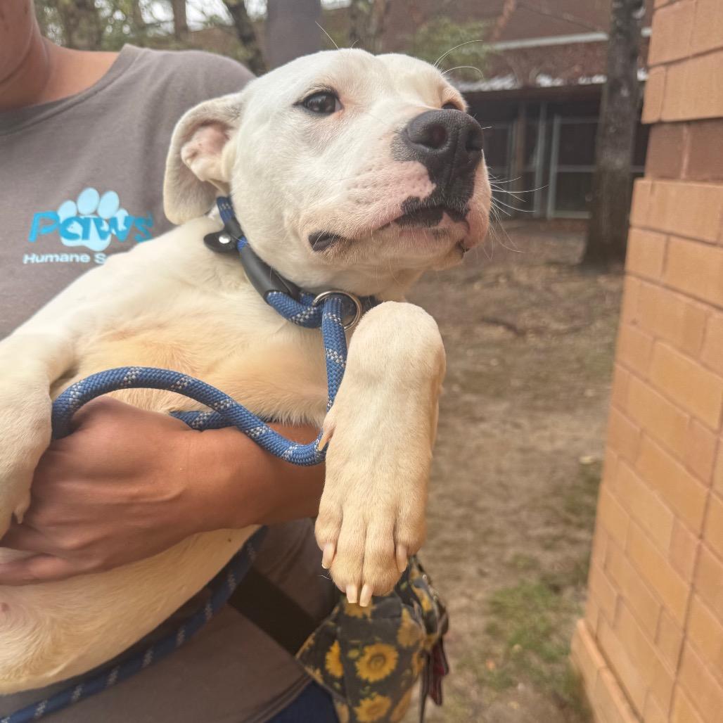 Pubby 2836 — thumbnail 3