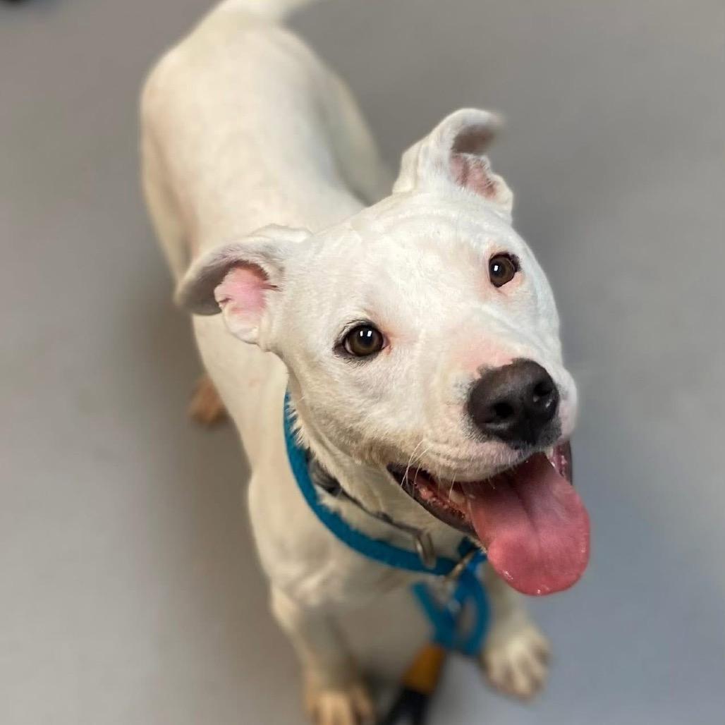 Pubby 2836 — thumbnail 4