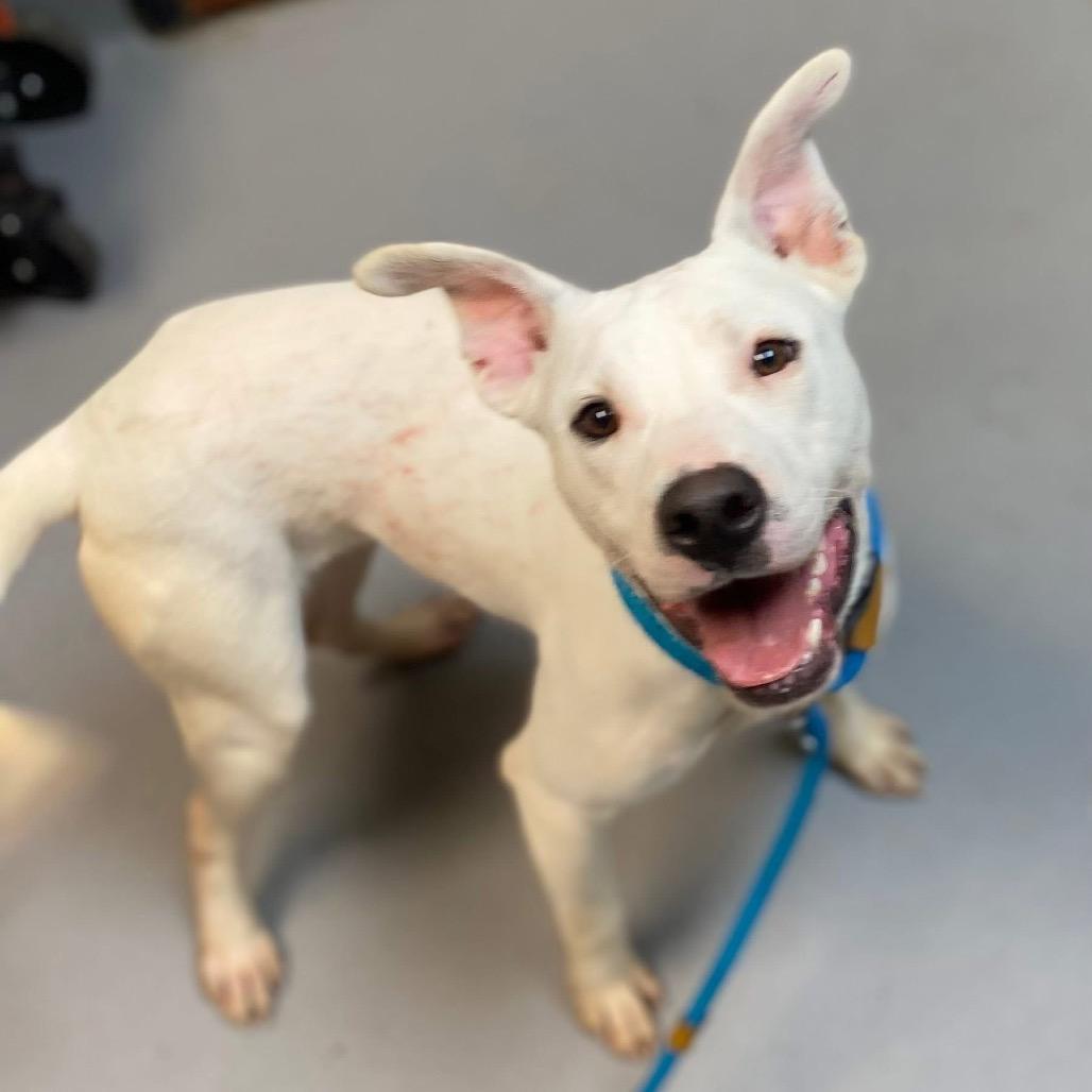 Pubby 2836 — thumbnail 5