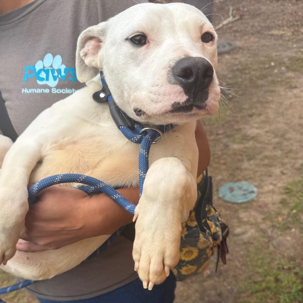 Pubby 2836 — thumbnail 6