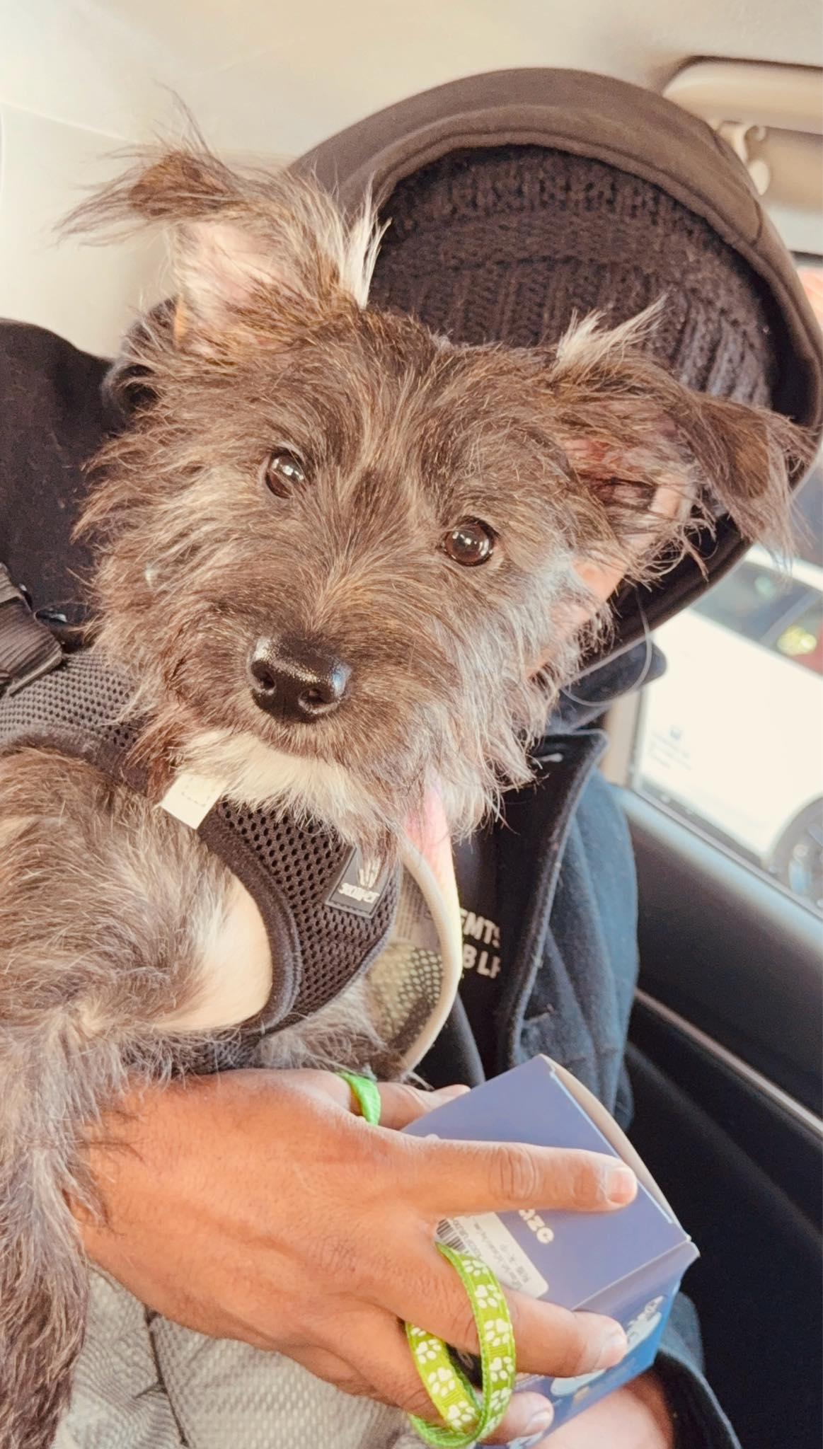 Frankie, adopted, Young Male Yorkie Poo.