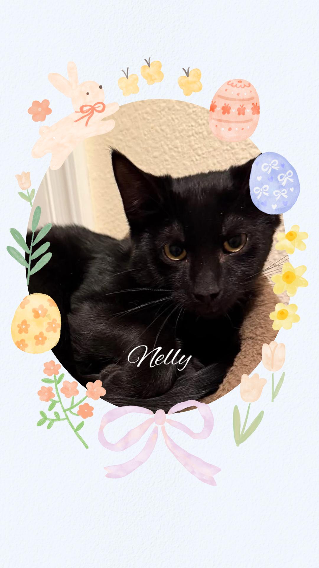 Nelly, adoptable, Kitten Male Domestic Short Hair.