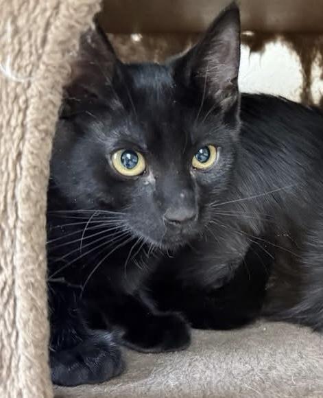 Nelly, an adoptable Domestic Short Hair in Turnersville, NJ image 2/3