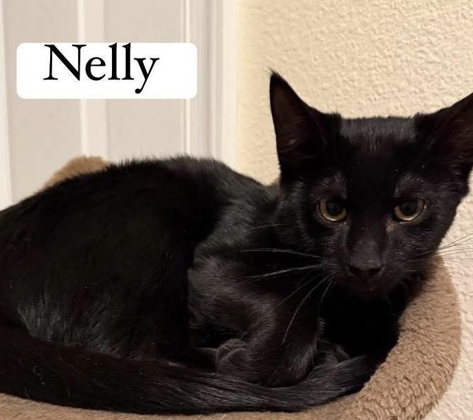 Nelly, adoptable, Kitten Male Domestic Short Hair.