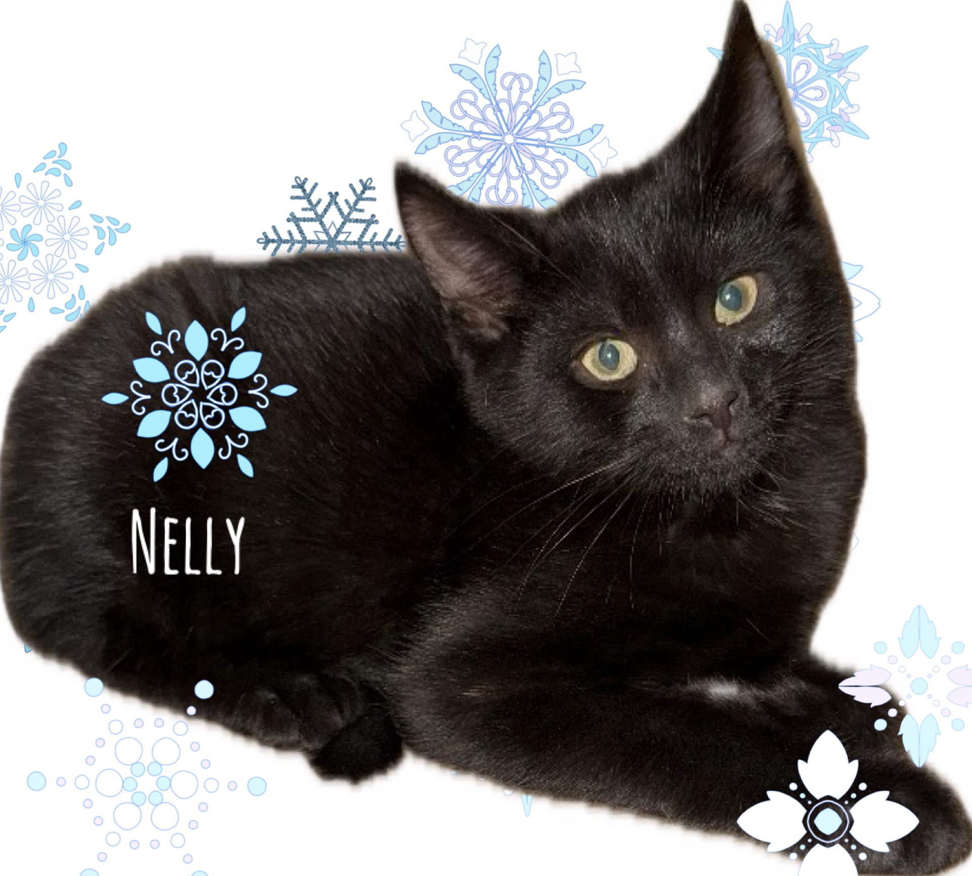 Enlarge Nelly, an adoptable Domestic Short Hair in Turnersville, NJ image 1/1