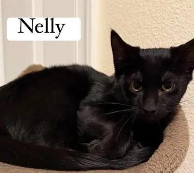 Nelly, an adoptable Domestic Short Hair in Turnersville, NJ image 2/3