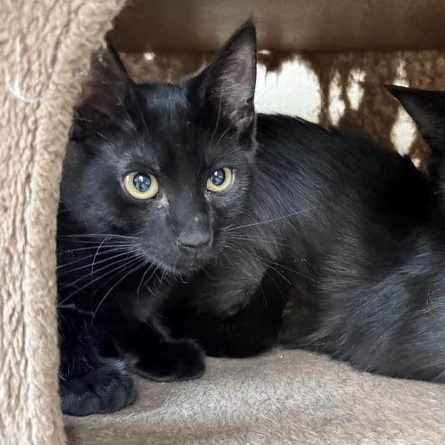 Nelly, an adoptable Domestic Short Hair in Turnersville, NJ image 3/3