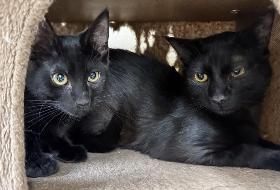 Nelly, an adoptable Domestic Short Hair in Turnersville, NJ image 3/3