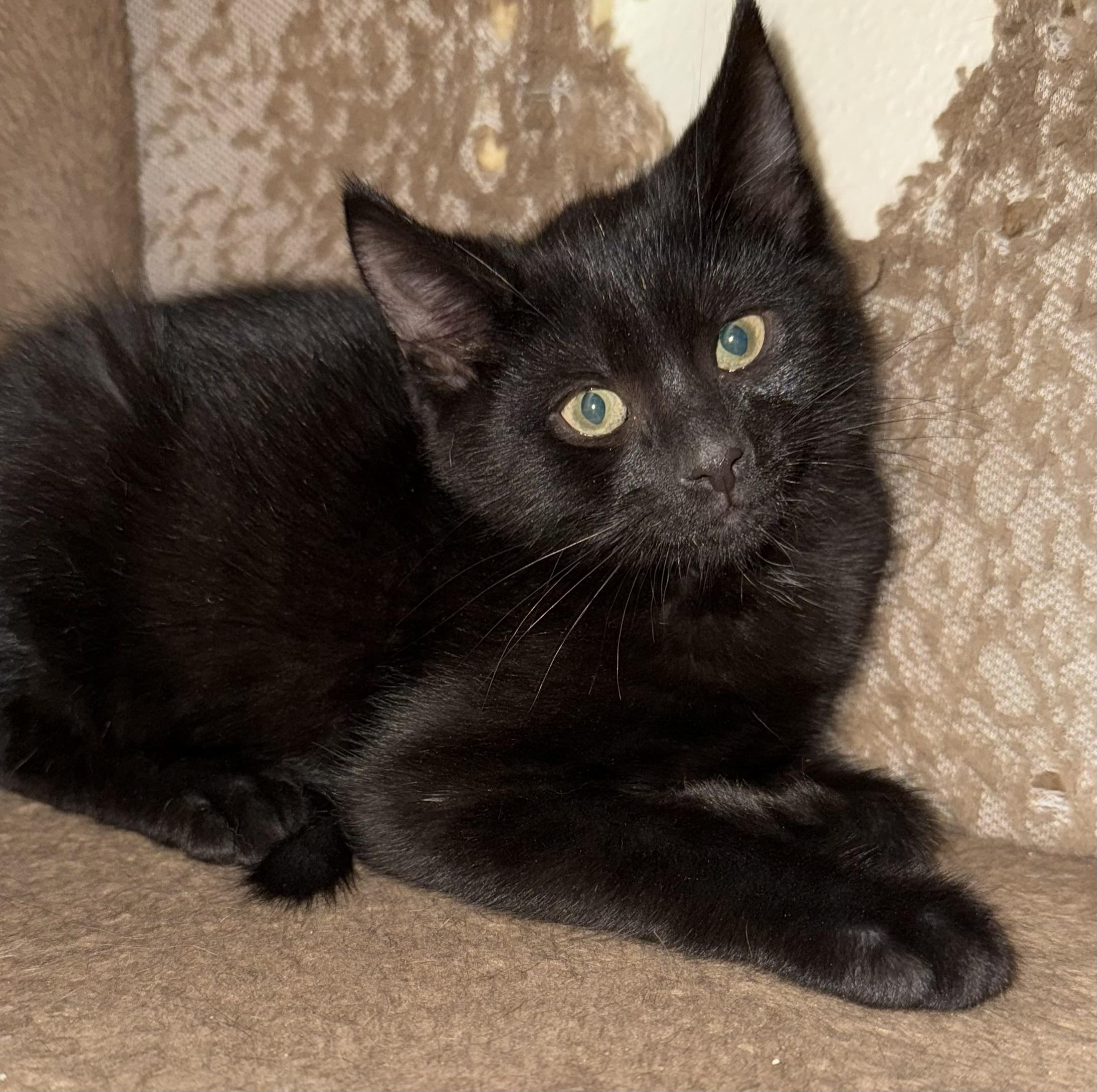 Nelly, adoptable, Kitten Male Domestic Short Hair.