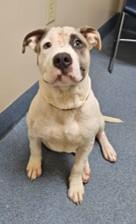 Carrie, Adoptable, Puppy Female Pit Bull Terrier.