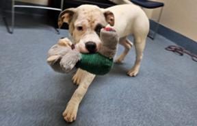 Carrie, a Adoptable Pit Bull Terrier in Suffolk, VA image 3/3