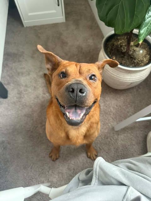 King, ADOPTABLE, Adult • Male, Shepherd & Chow Chow.
