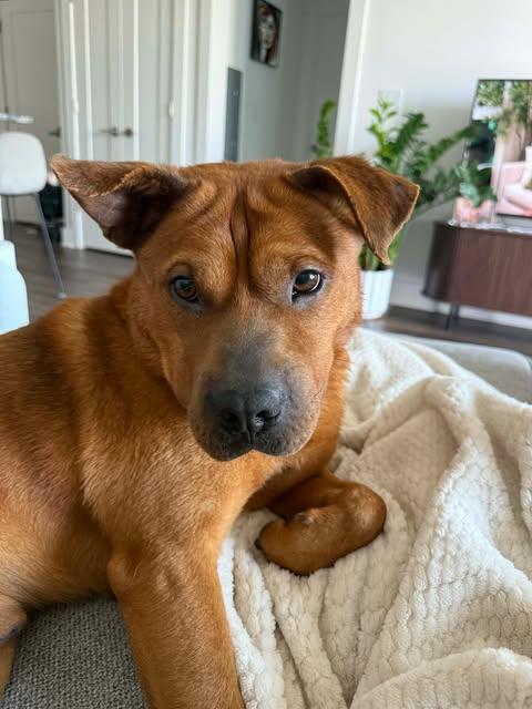 Enlarge King, a Adoptable mixed breed in Holly Springs, NC image 2/3