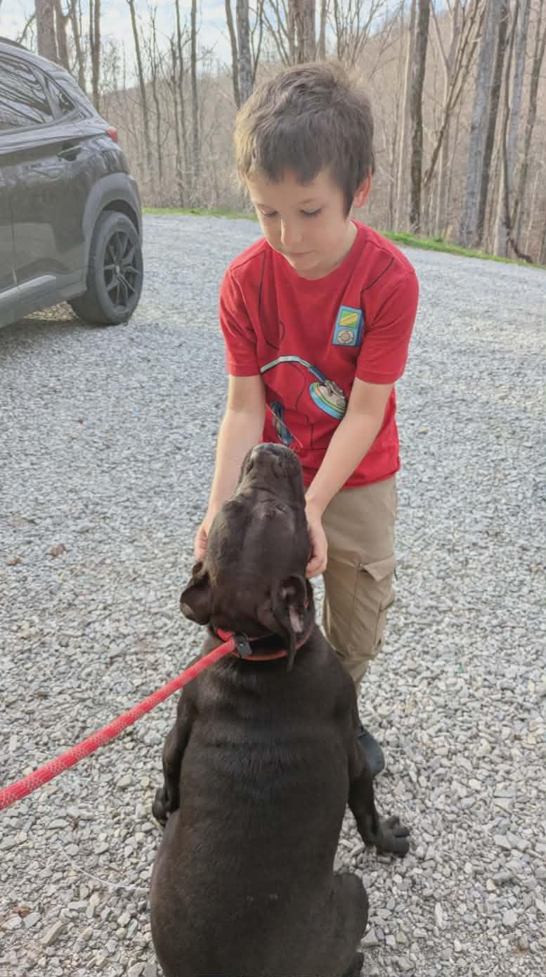 Enlarge Bo , a ADOPTABLE mixed breed in Hilham, TN image 5/6