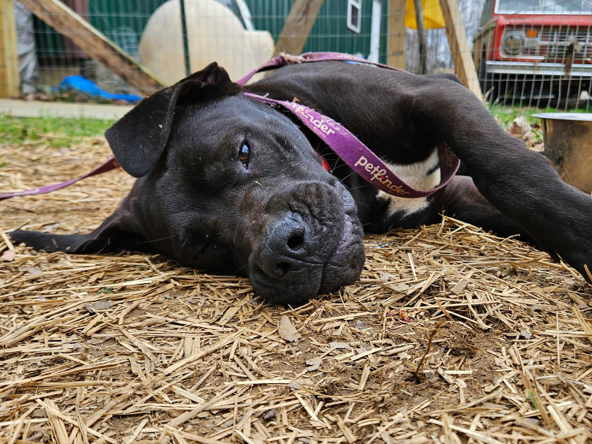 Enlarge Bo , a ADOPTABLE mixed breed in Hilham, TN image 2/6