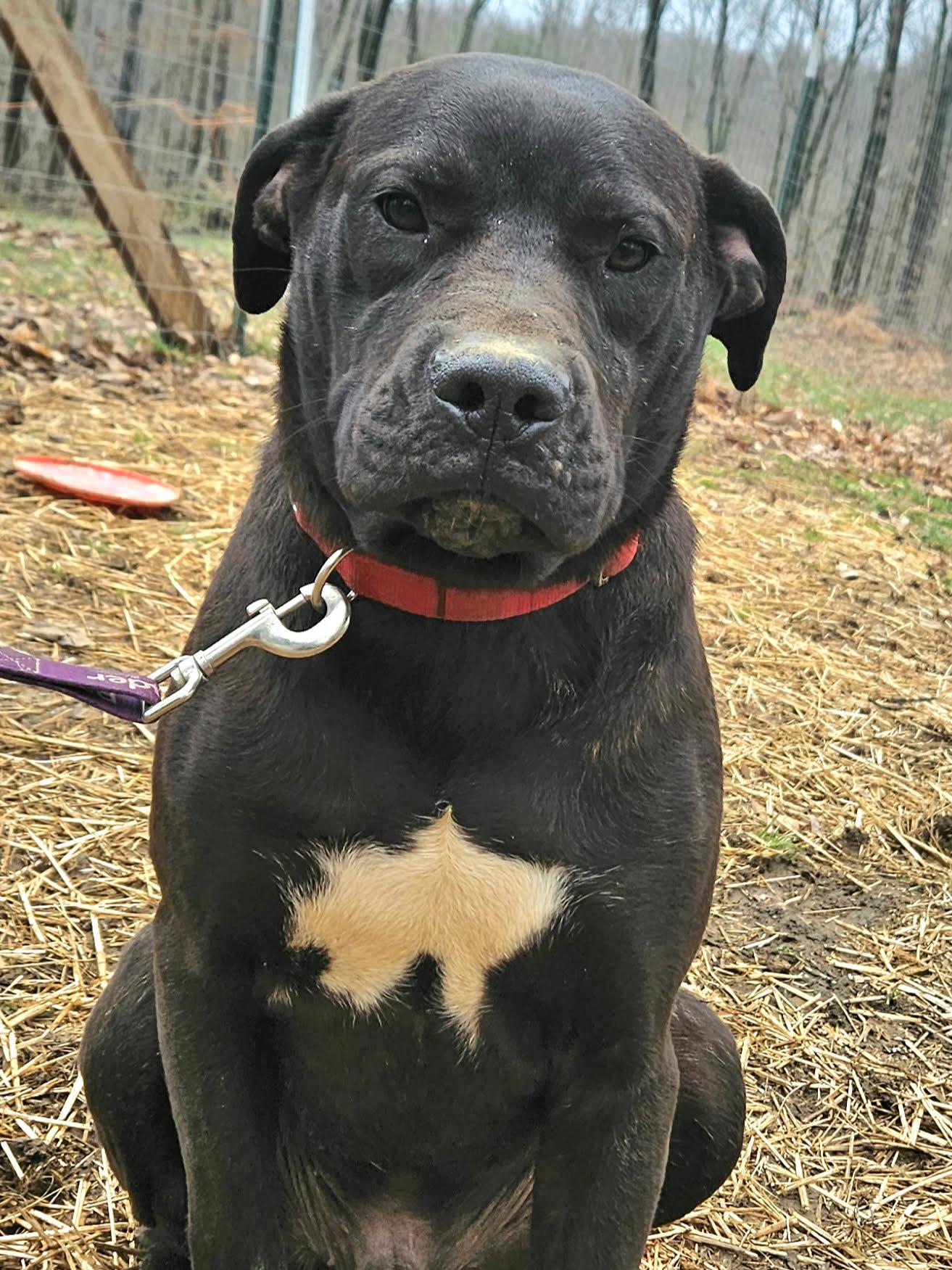 Bo , ADOPTABLE, Young Male Boxer & Pit Bull Terrier.