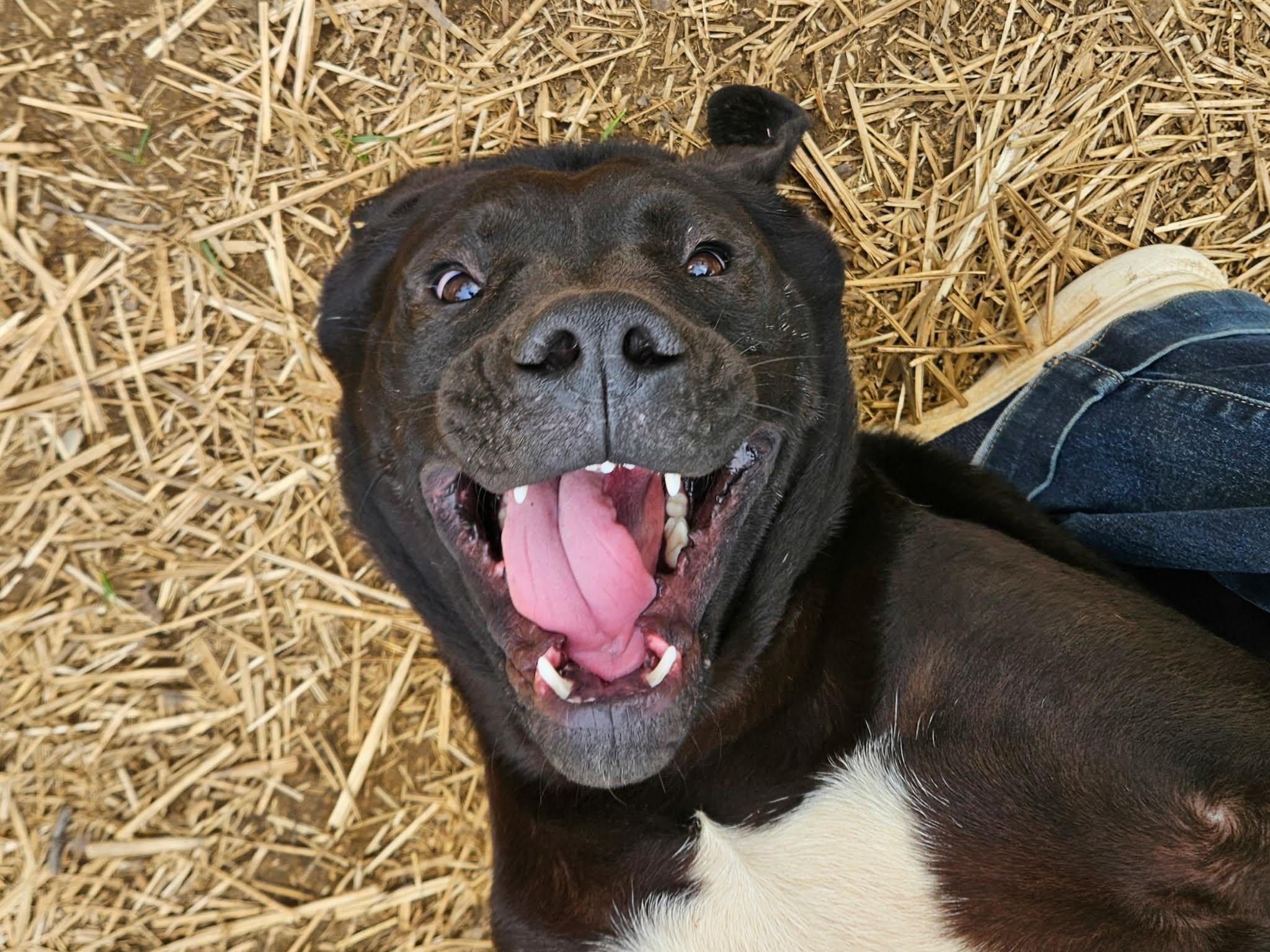 Enlarge Bo , a ADOPTABLE mixed breed in Hilham, TN image 3/6