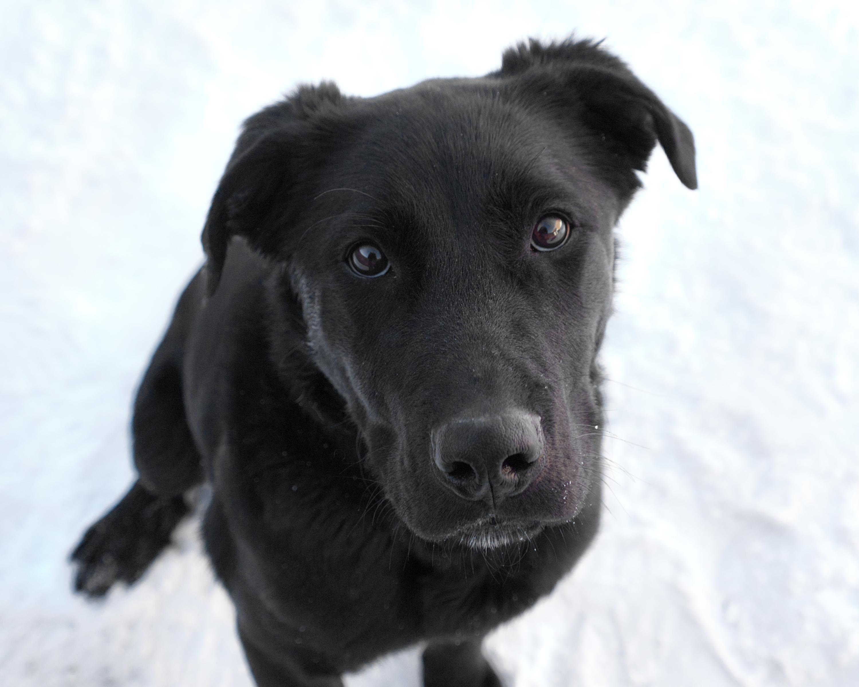 Wes, adoptable, Young Male Labrador Retriever.
