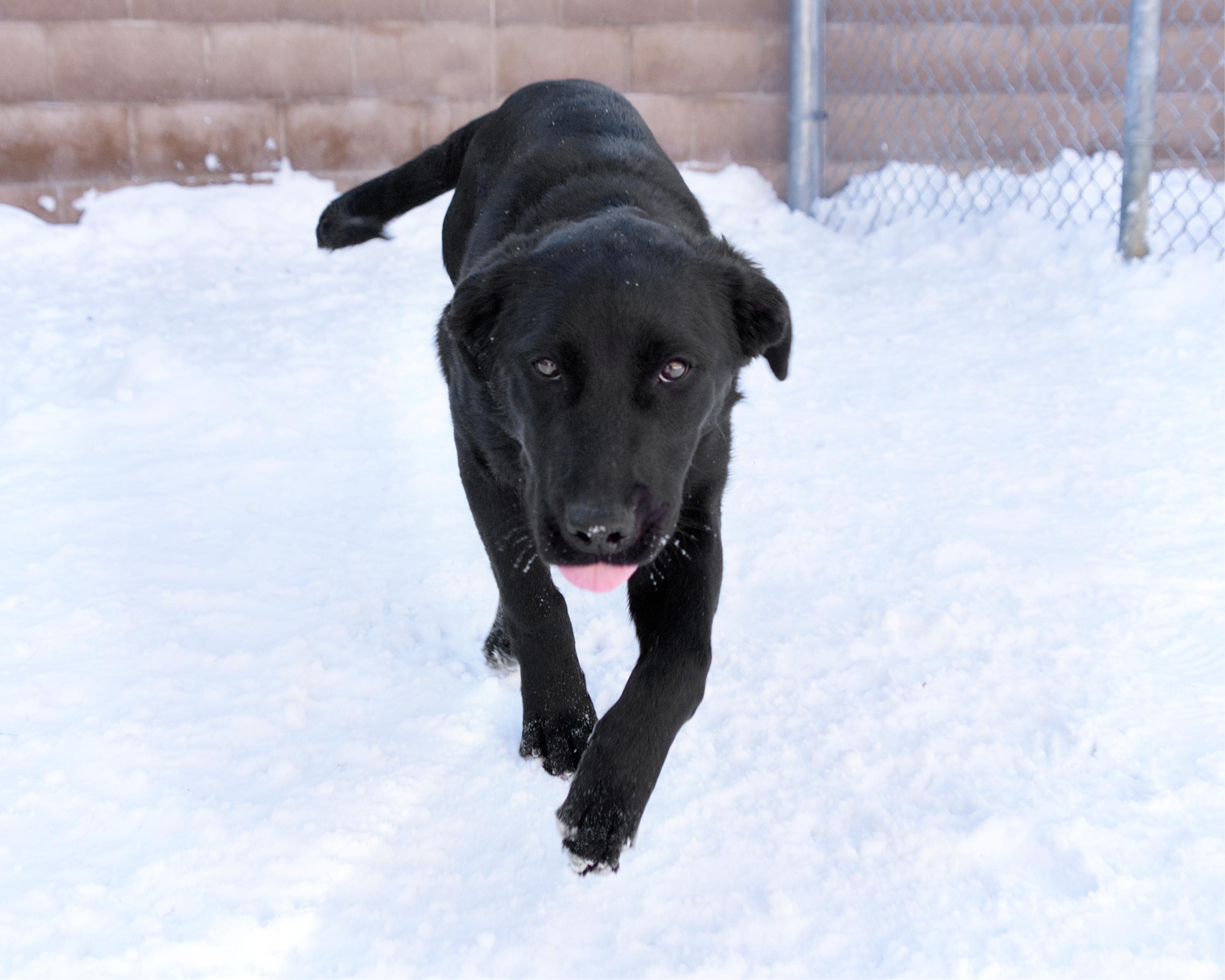 Enlarge Wes, an adoptable mixed breed in Winnipeg, MB image 3/3