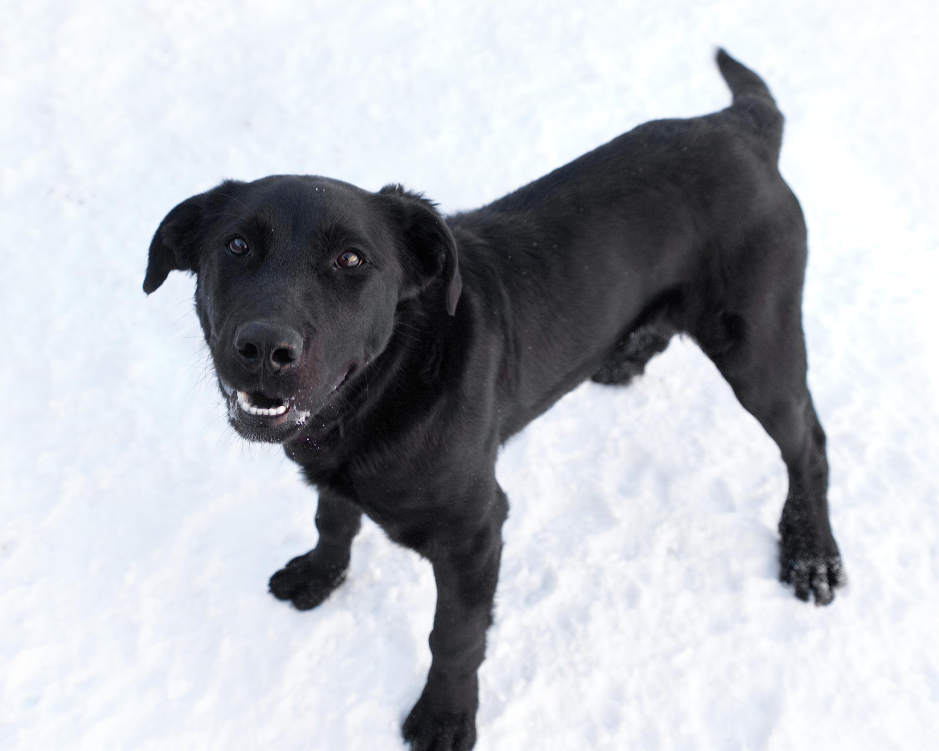 Enlarge Wes, an adoptable mixed breed in Winnipeg, MB image 2/3