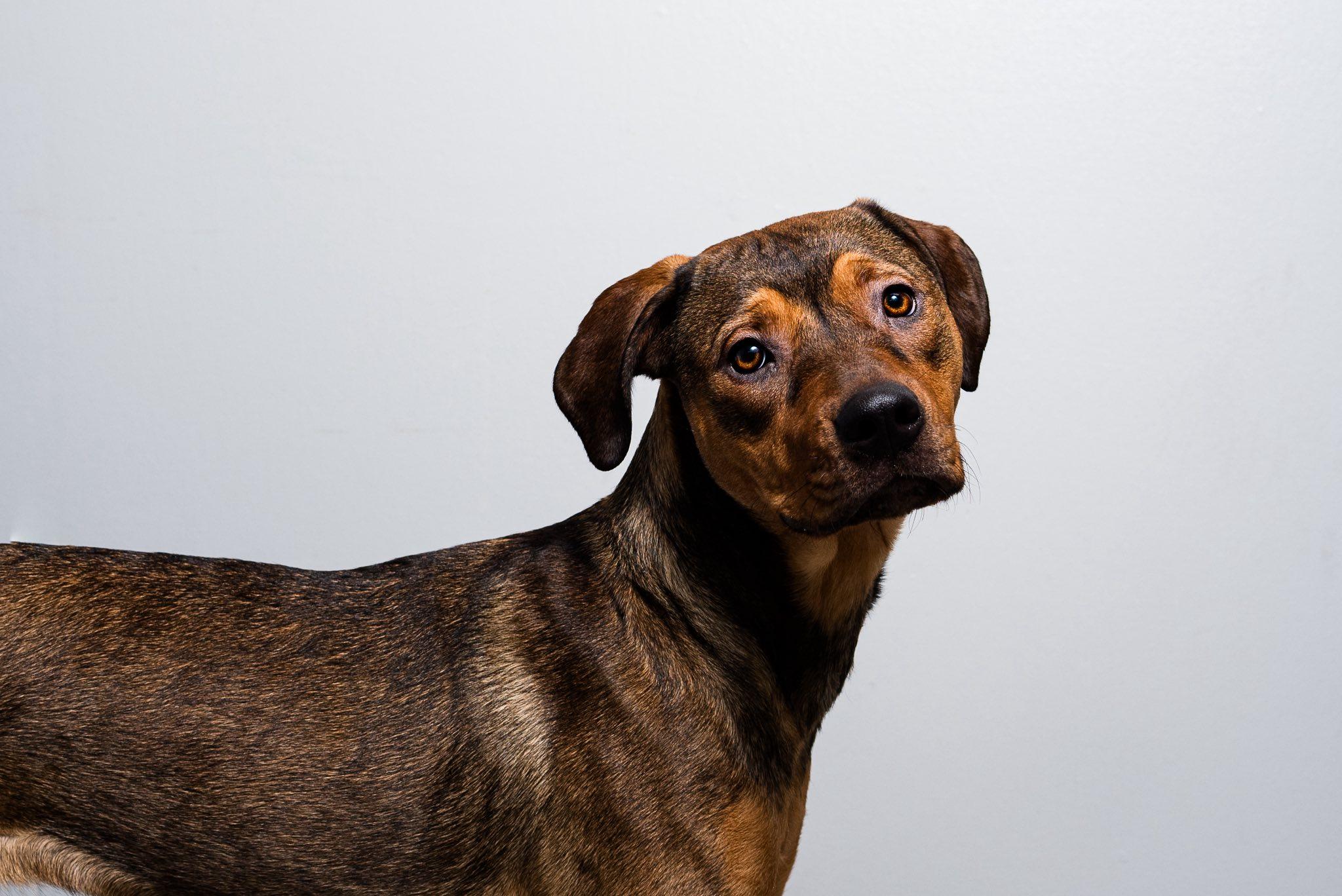 Enlarge Riley, an adopted mixed breed in Oregon, OH image 3/4