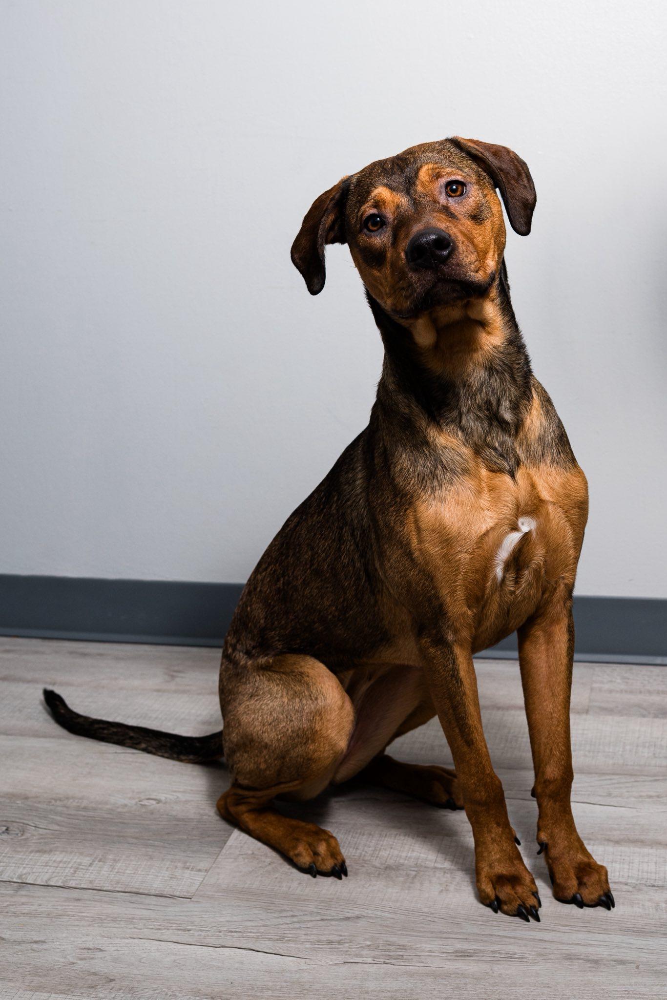 Enlarge Riley, an adopted mixed breed in Oregon, OH image 2/4