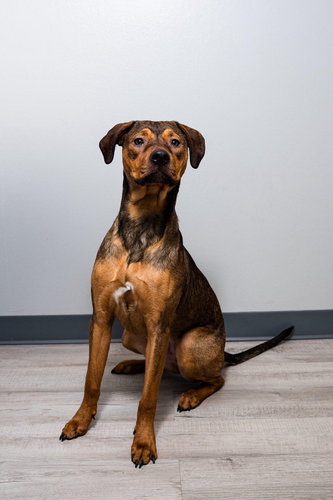 Riley, Adoptable, Young Female Rottweiler.